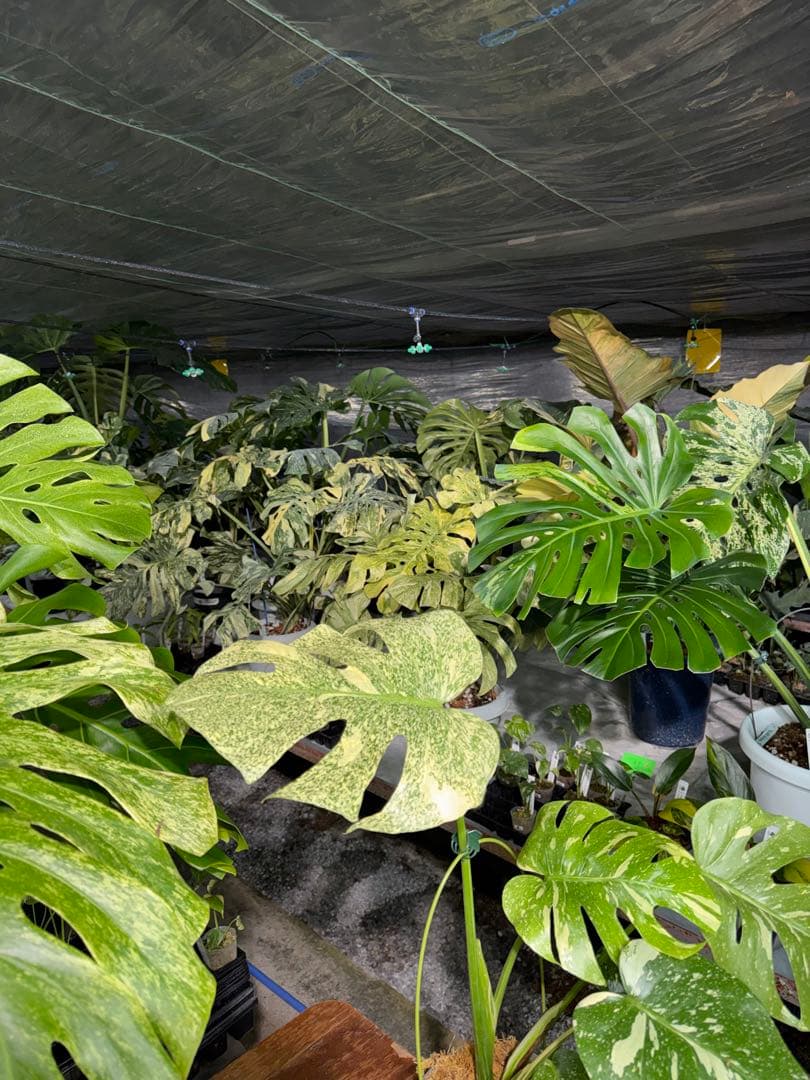 す*る様 1モンステラ　タイコンステレーション　スターライト