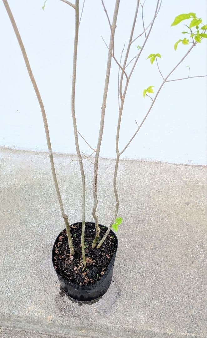 新春特価。山採りアオダモ。