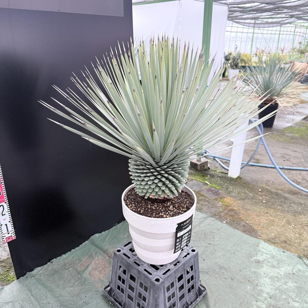 【AL1147】ユッカ　ロストラータ　ホワイト個体　【ALBEROホワイト祭り】