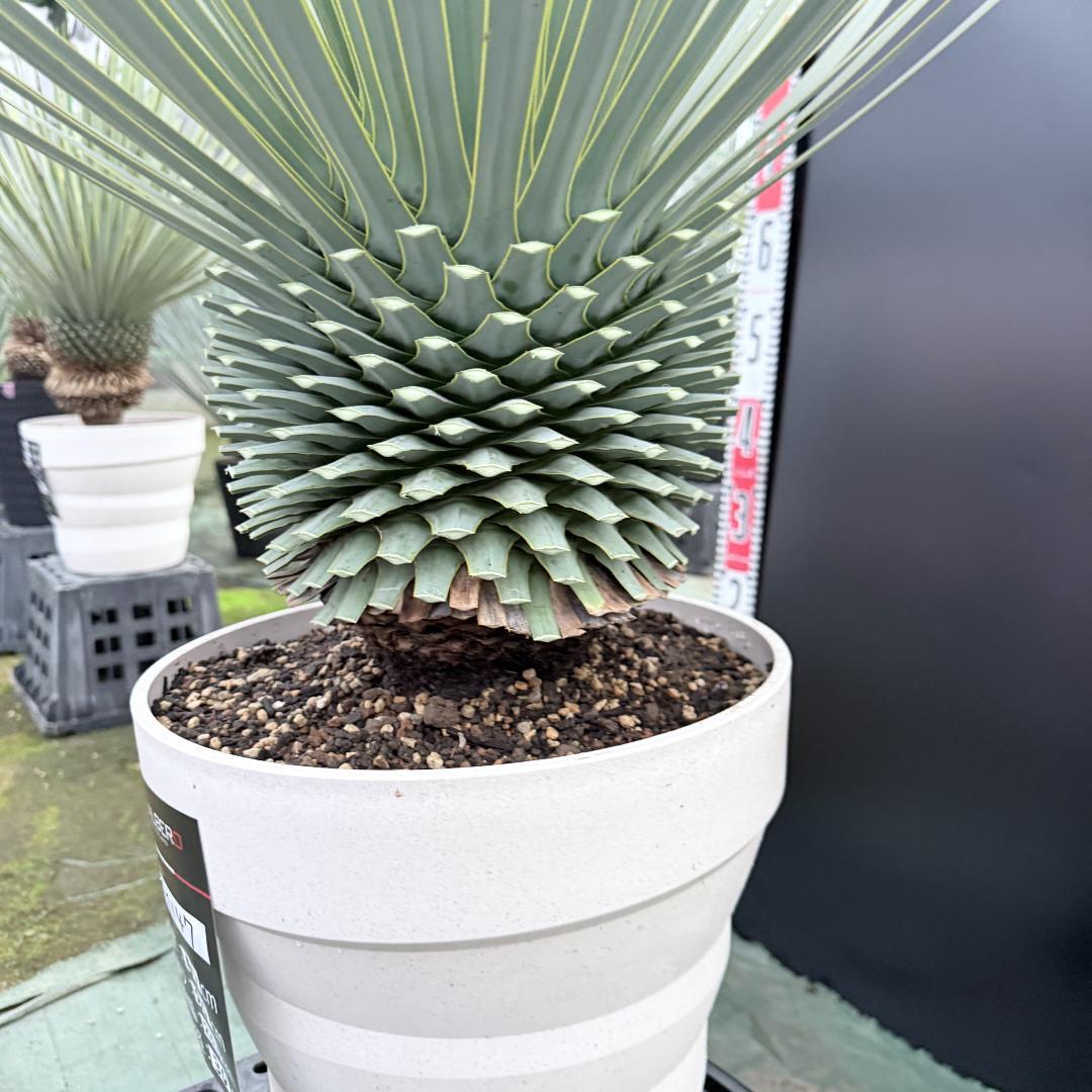 【AL1147】ユッカ　ロストラータ　ホワイト個体　【ALBEROホワイト祭り】