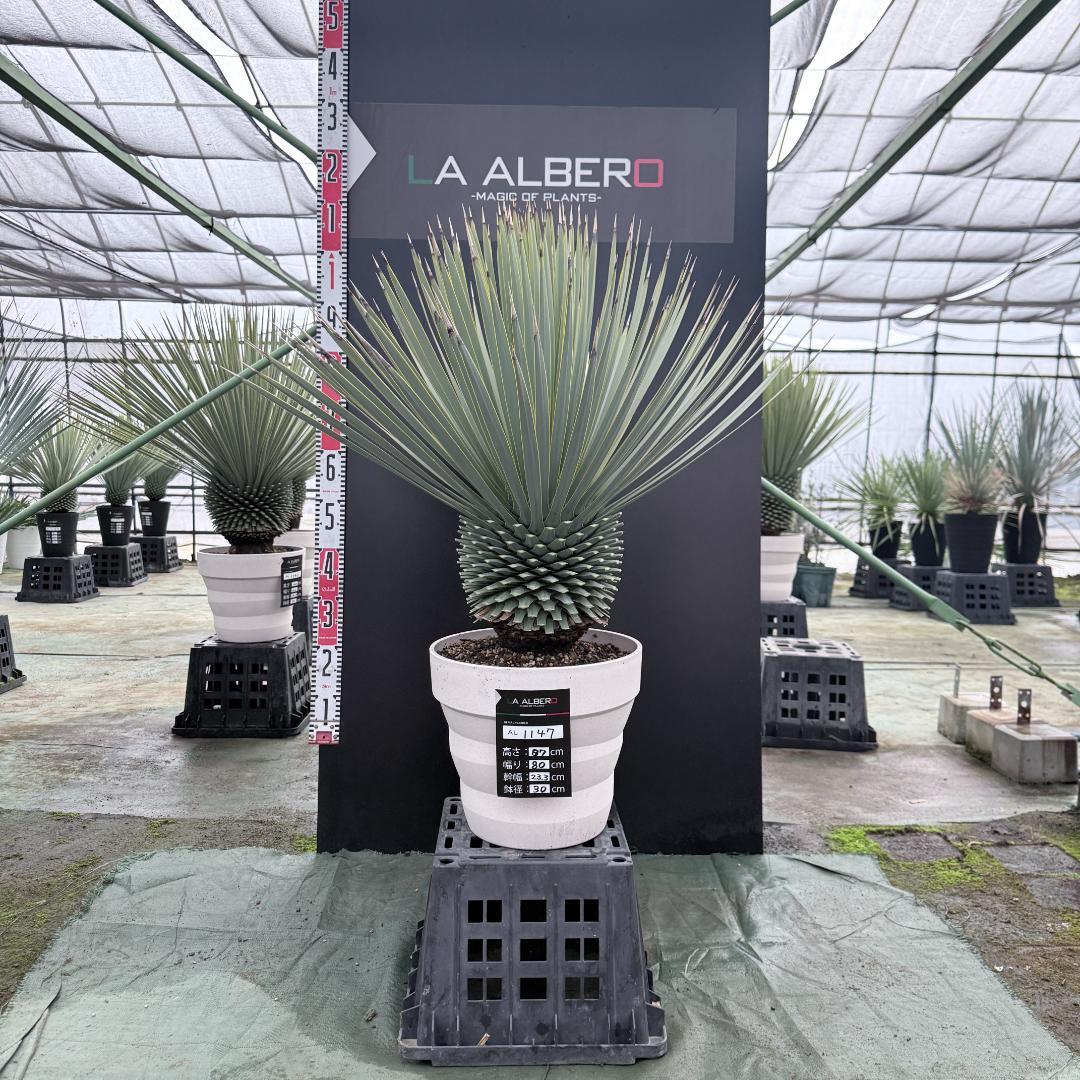【AL1147】ユッカ　ロストラータ　ホワイト個体　【ALBEROホワイト祭り】