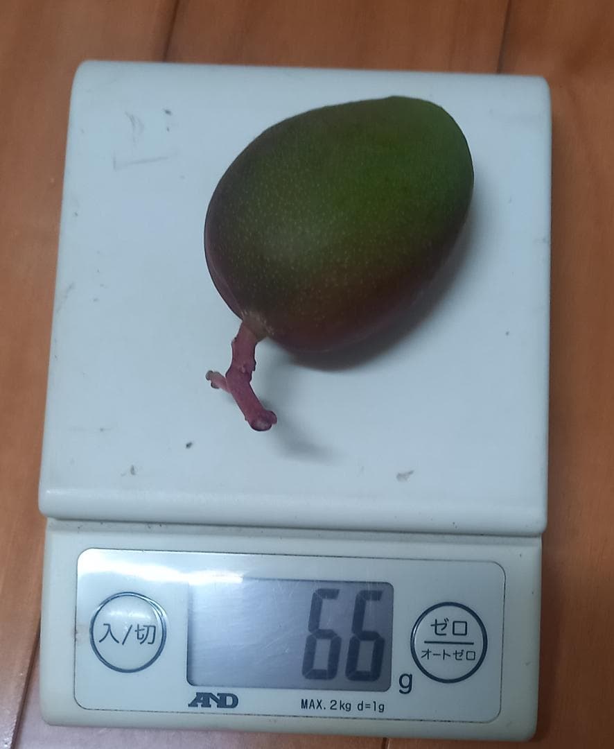 マンゴー+摘果 / 21 kg including box