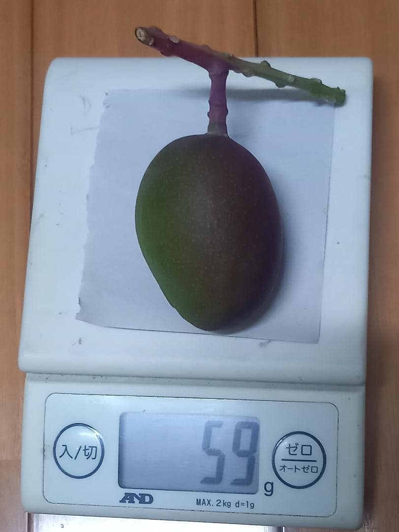 マンゴー+摘果 / 21 kg including box