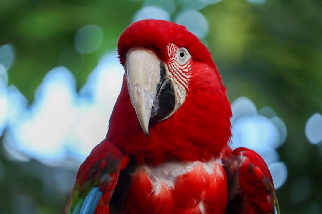 Canon kiss10iとレンズセット