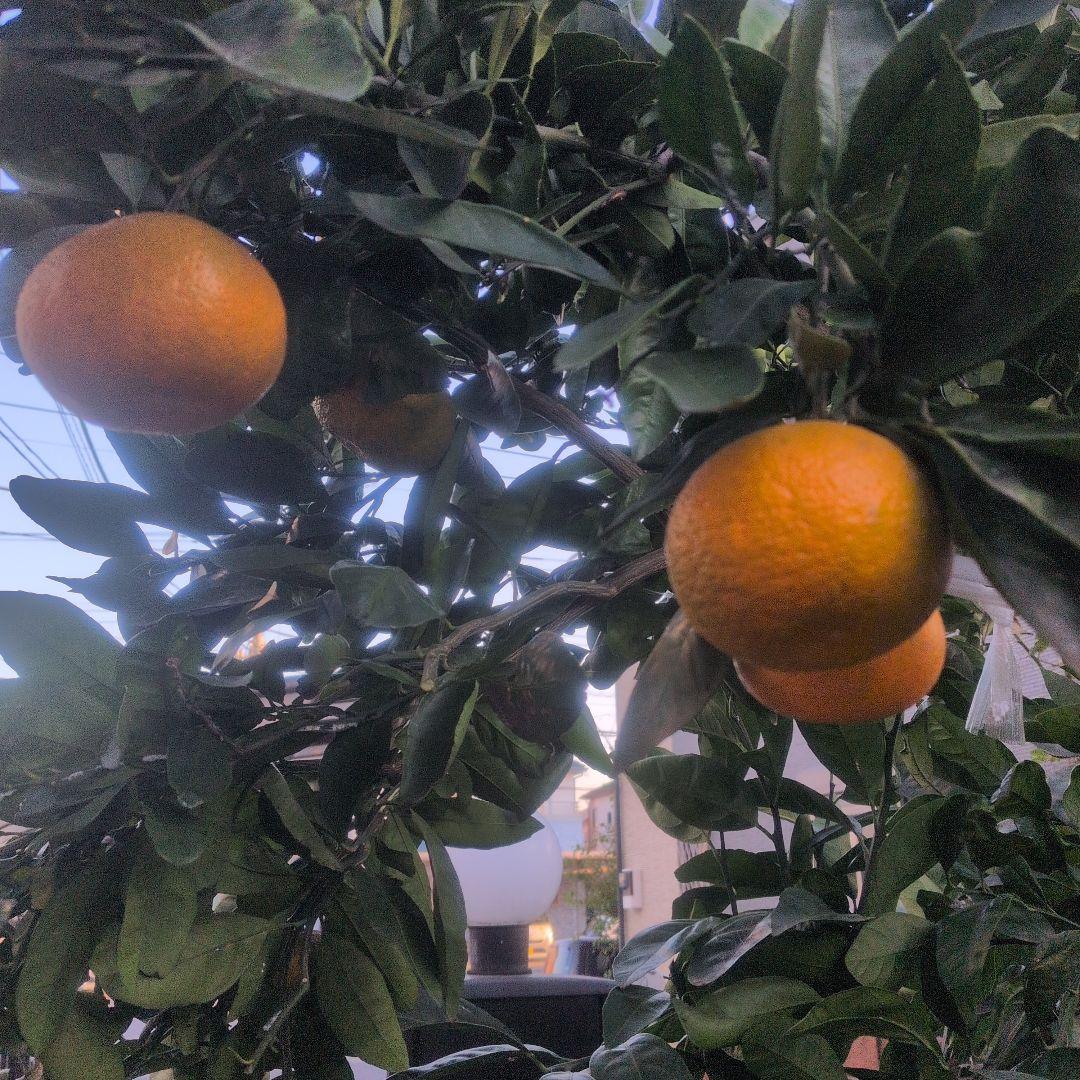 温州みかんの木　目隠し　植木　庭木　ガーデニング　蜜柑の木　果樹　☆早い者勝ち☆