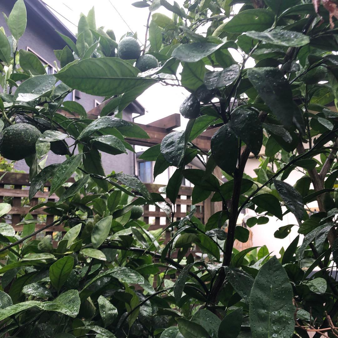 温州みかんの木　目隠し　植木　庭木　ガーデニング　蜜柑の木　果樹　☆早い者勝ち☆