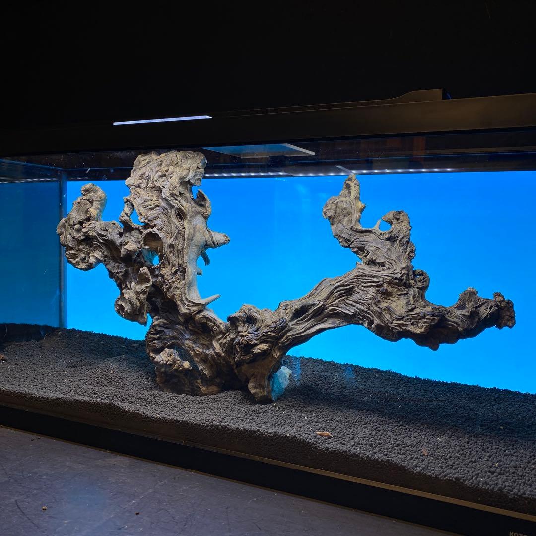 MJW-6619 「特大」ジンジャーウッド　90cm水槽用　天然流木一点物