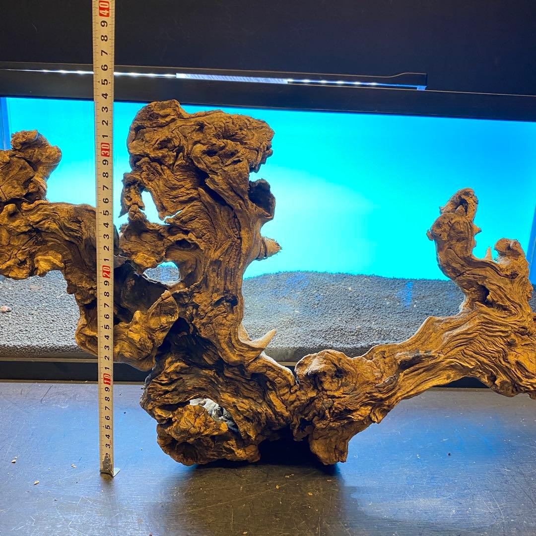 MJW-6619 「特大」ジンジャーウッド　90cm水槽用　天然流木一点物