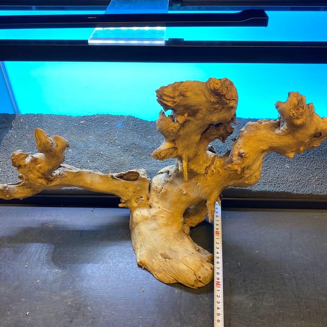 MJW-6619 「特大」ジンジャーウッド　90cm水槽用　天然流木一点物
