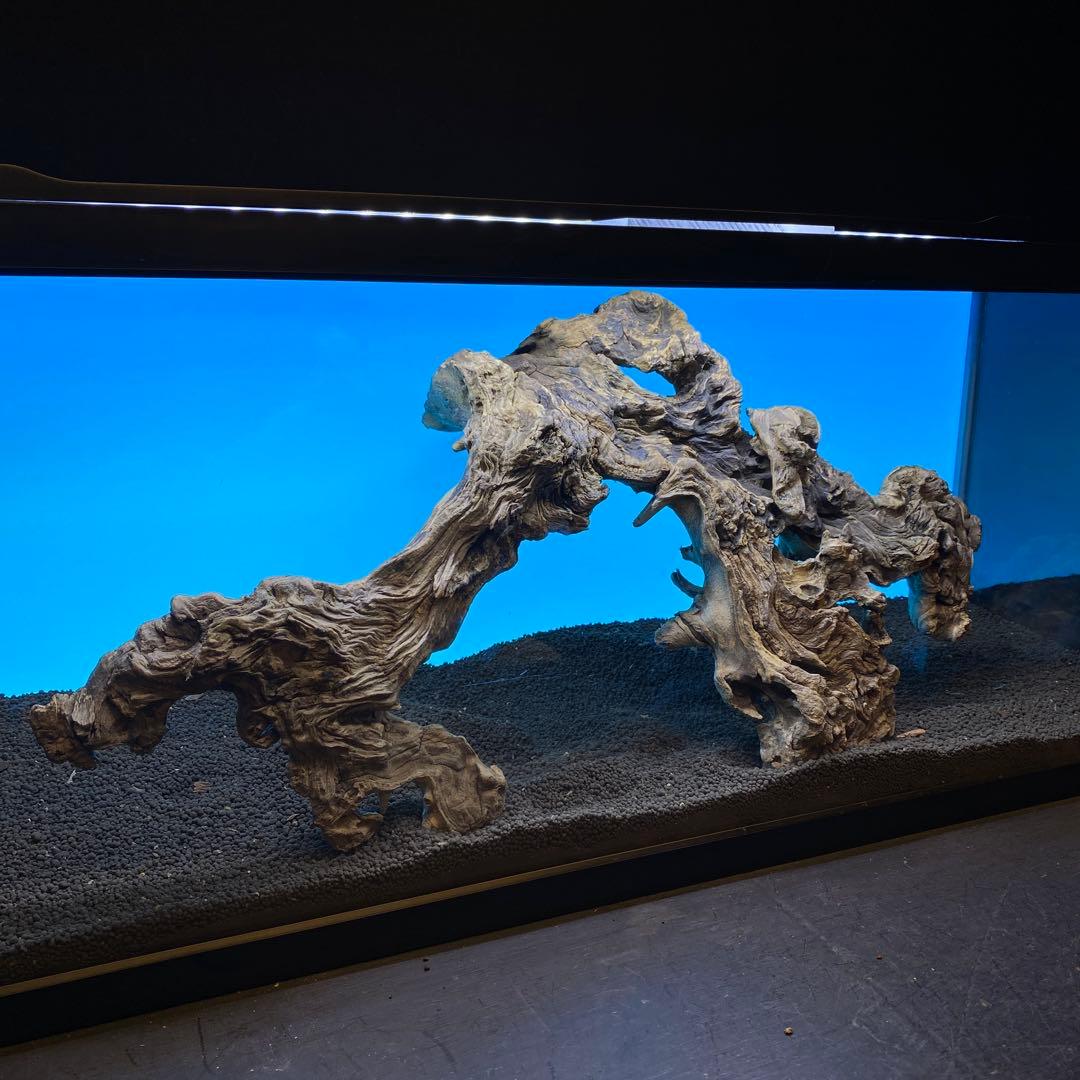 MJW-6619 「特大」ジンジャーウッド　90cm水槽用　天然流木一点物