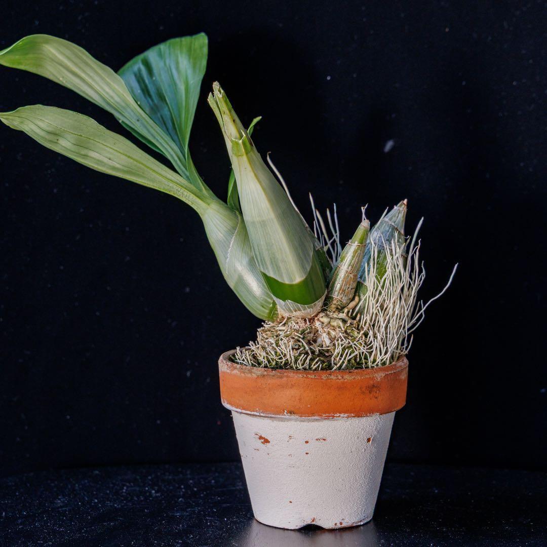 SVO 実生 グリーン系 タケノコ蘭 カタセタム Clowesetum