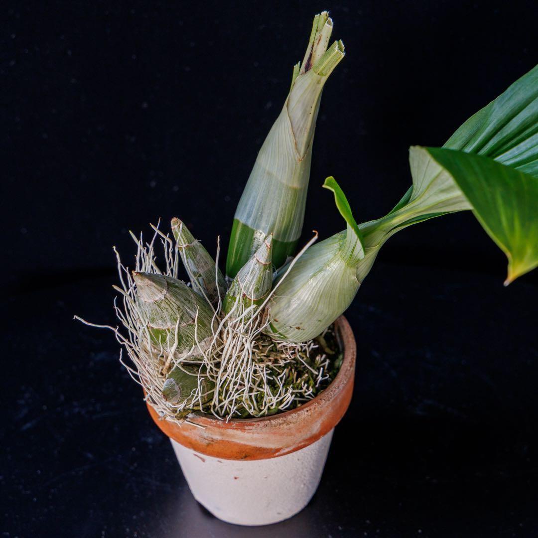 SVO 実生 グリーン系 タケノコ蘭 カタセタム Clowesetum