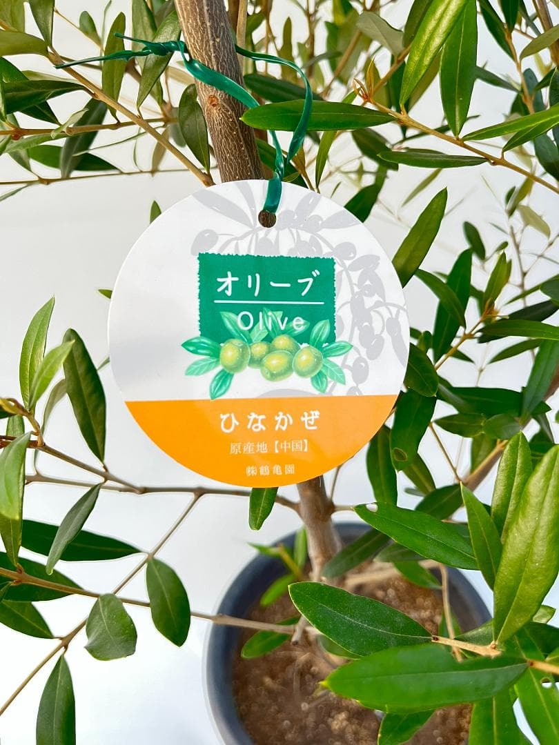 オリーブの木　ひなかぜ　10号　約195cm　NO.878　現品掲載