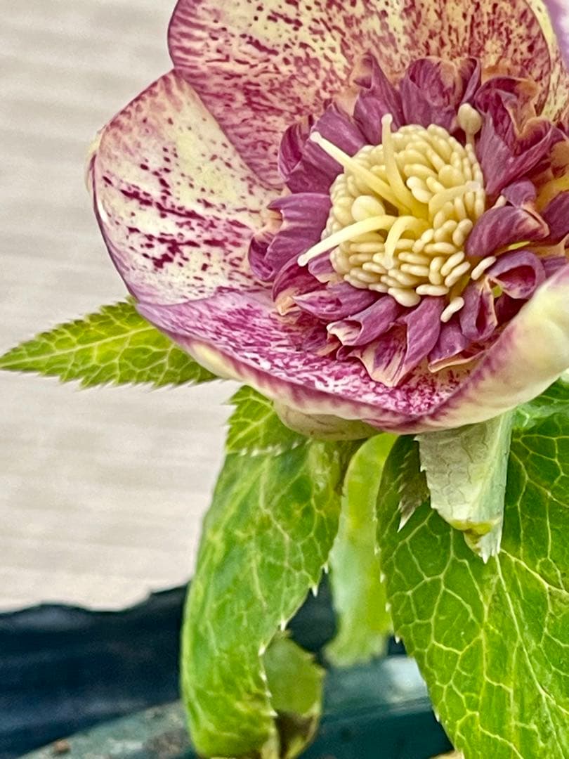 クリスマスローズ苗　⭐️157 sdホワイトブロッチ✖️ddエクリプスゴールドタイプ