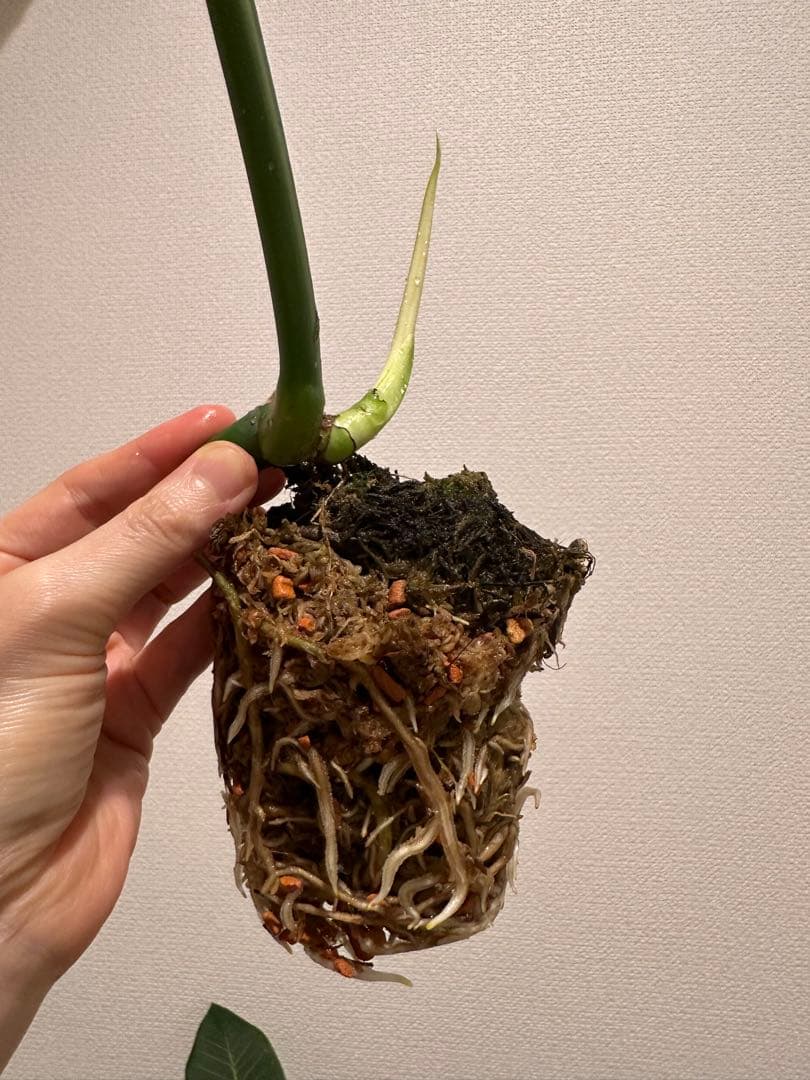 セブブルーミント　モンステラ　しっかり発根済み