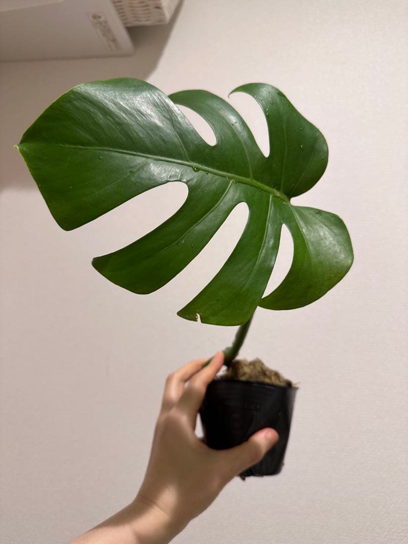 セブブルーミント　モンステラ　しっかり発根済み