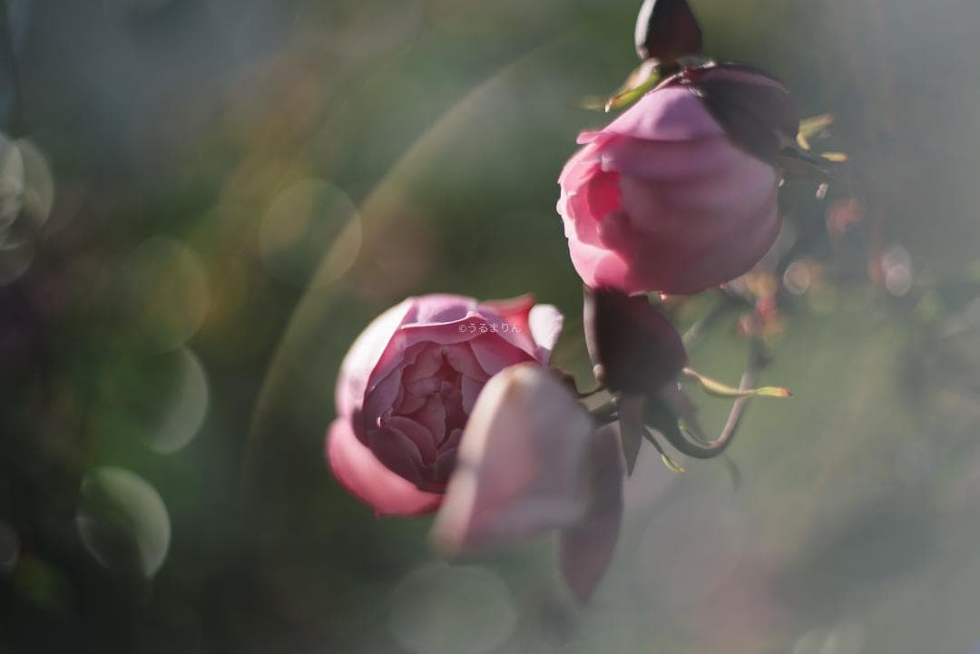 羽瀬川様Super-Takumar 50mm f1.4 前期 オールドレンズ