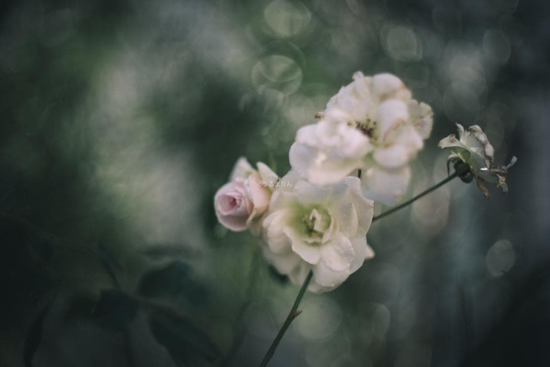 羽瀬川様Super-Takumar 50mm f1.4 前期 オールドレンズ