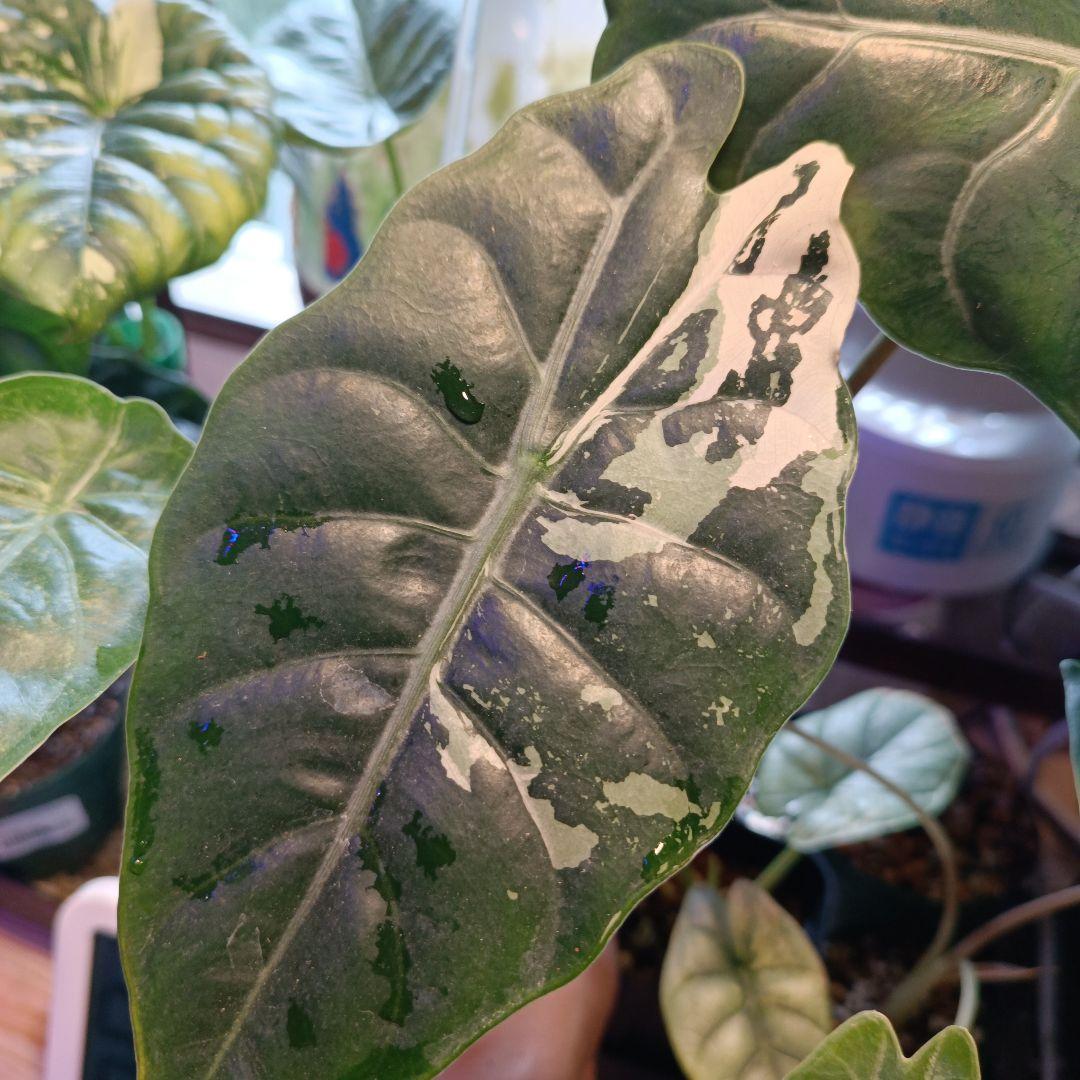 メルカリ便【アロカシア・シャントリエリ　albo pink var.】corm1