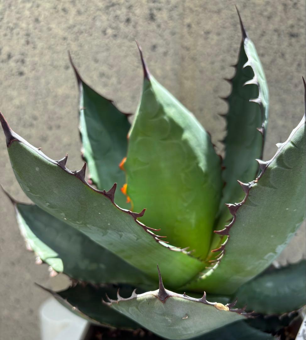 レア‼️スクエアトゥース アガベ コロラータ × ホリダ　ハイブリッド