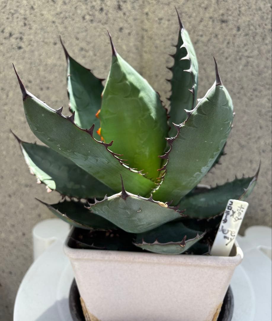 レア‼️スクエアトゥース アガベ コロラータ × ホリダ　ハイブリッド