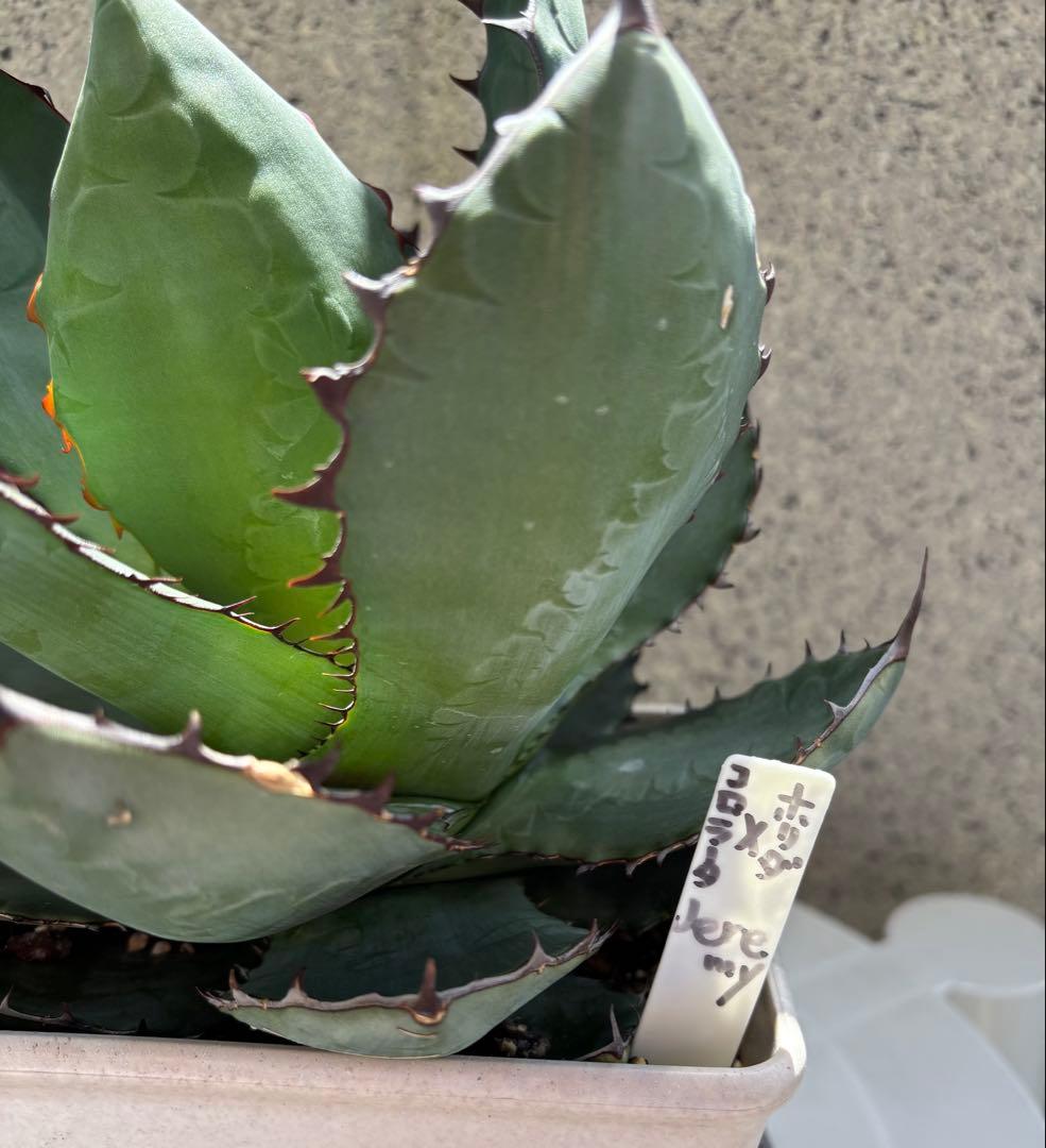 レア‼️スクエアトゥース アガベ コロラータ × ホリダ　ハイブリッド