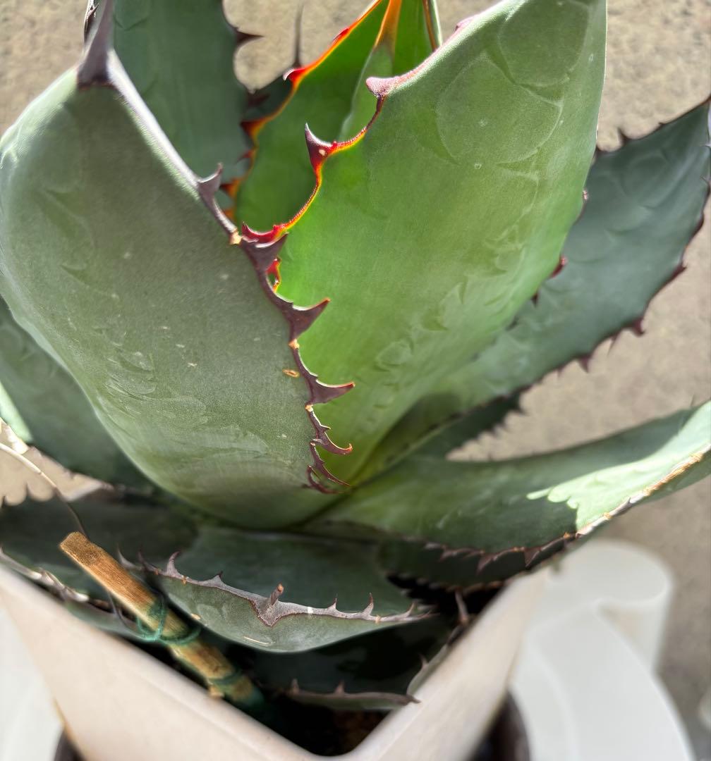 レア‼️スクエアトゥース アガベ コロラータ × ホリダ　ハイブリッド