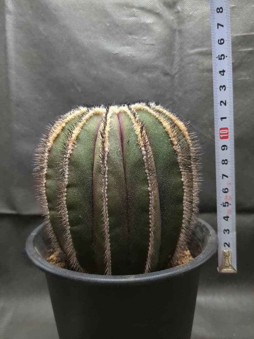 Uebelmannia pectinifera　ユーベルマニア　ペクチニフェラ