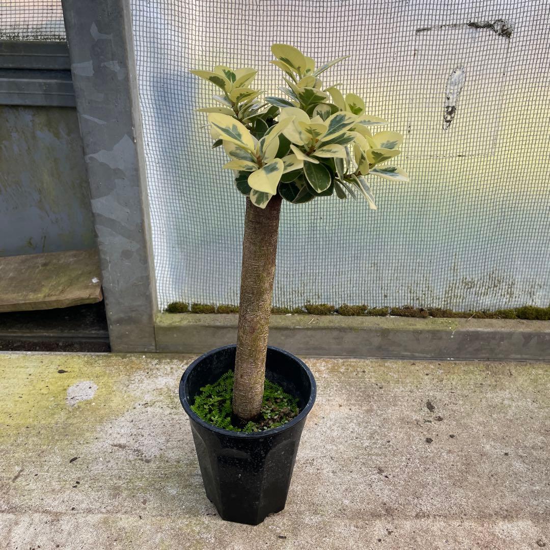 パンダガジュマル　斑入り　希少　3.5号