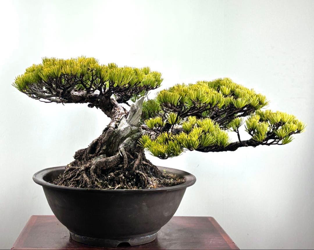 【みやじま】大阪松　五葉松　盆栽‼️