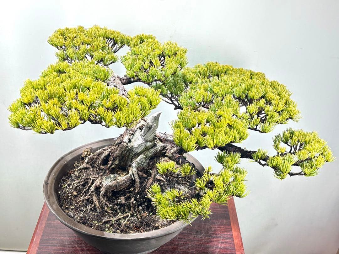 【みやじま】大阪松　五葉松　盆栽‼️