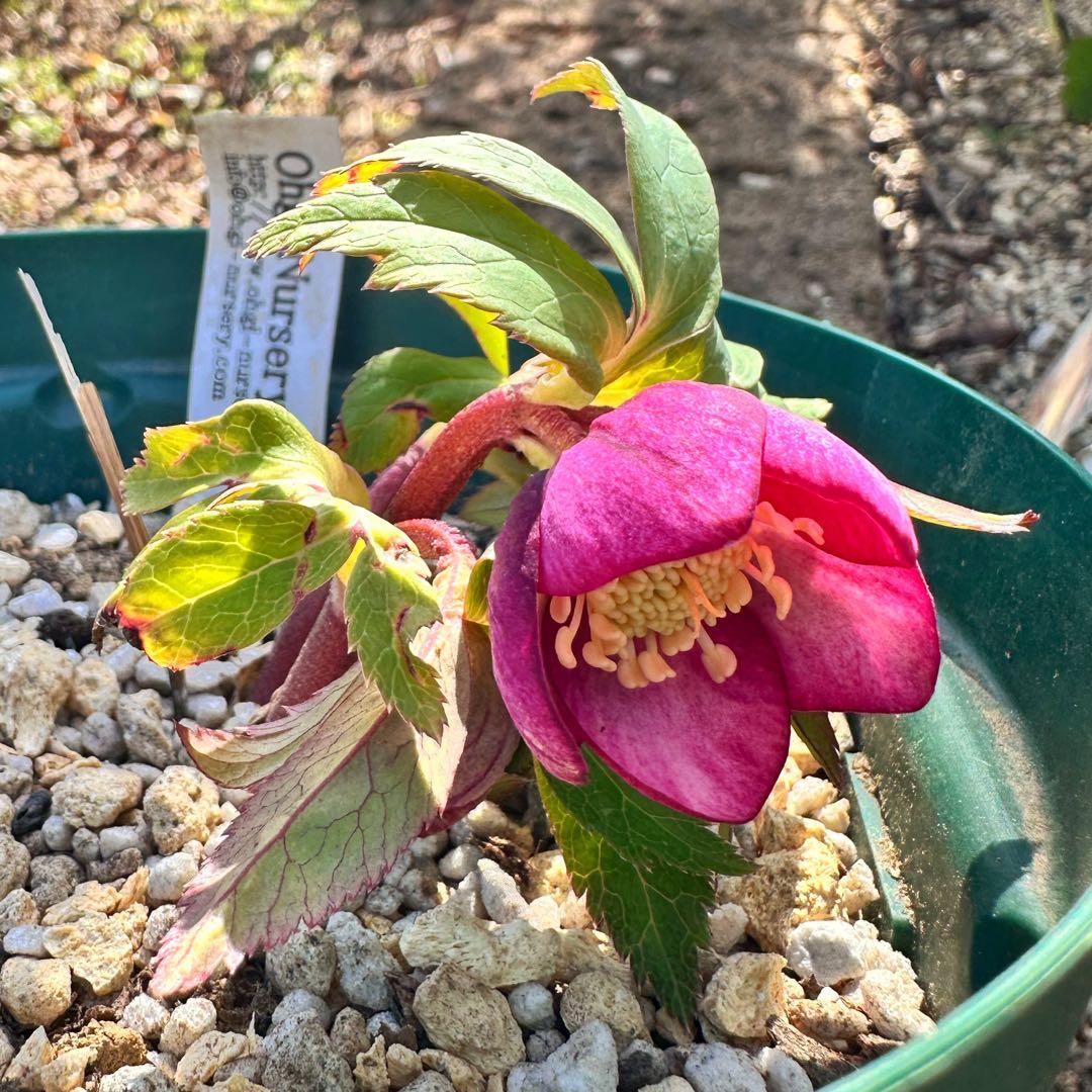 クリスマスローズ　極上⭐️ミスティーク⭐️ ss 大木ナーサリー