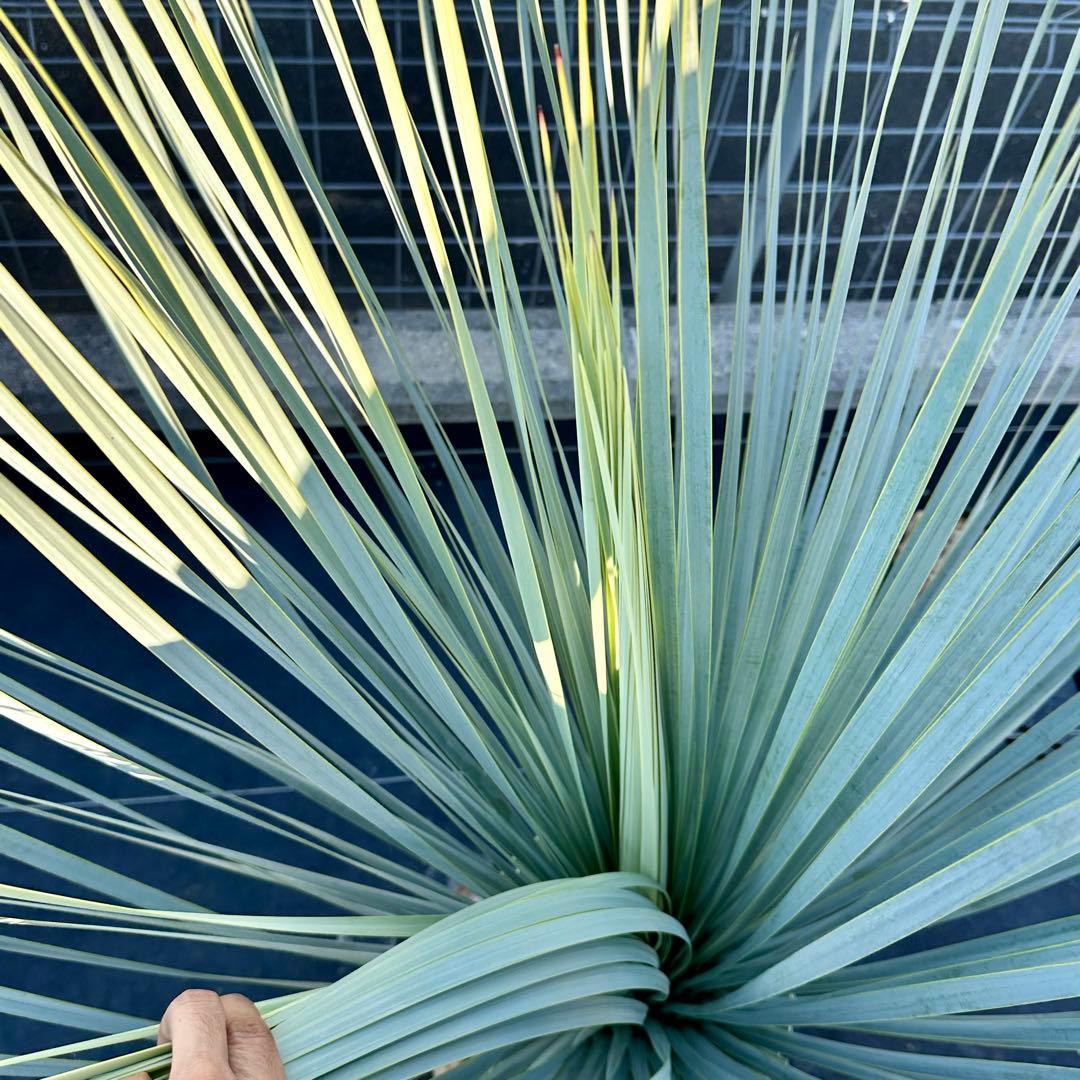 ユッカ ロストラータ（樹高:約120cm）Nov34