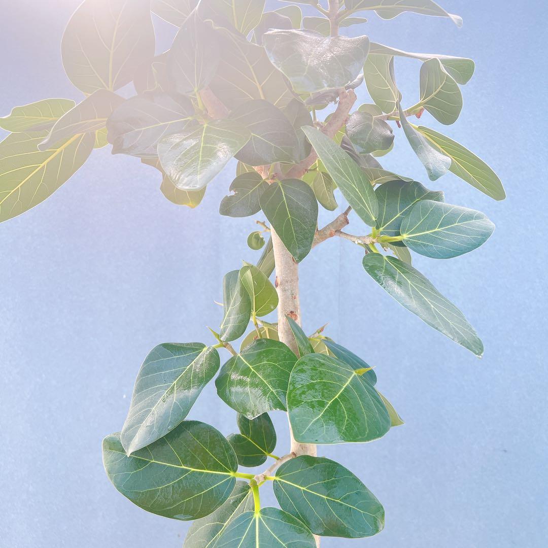 現品　フィカス　ゴムの木　ベンガレンシス　34番　インテリアグリーン　観葉植物