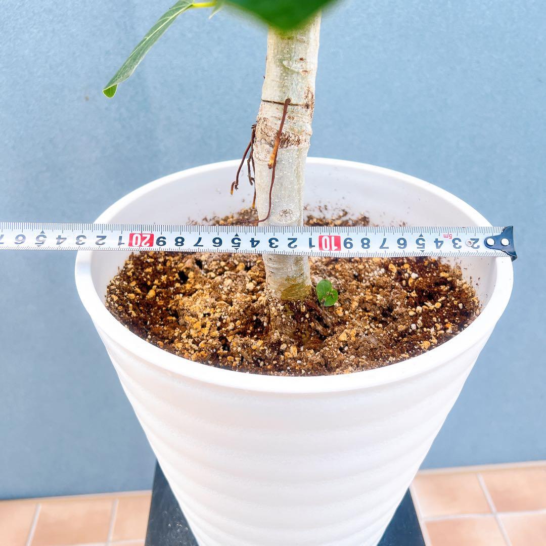 現品　フィカス　ゴムの木　ベンガレンシス　34番　インテリアグリーン　観葉植物