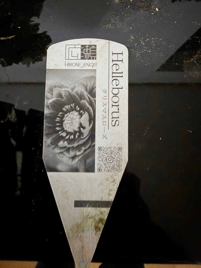 クリスマスマスローズ、クレオパトラ、ダークレッド、ラベル付き