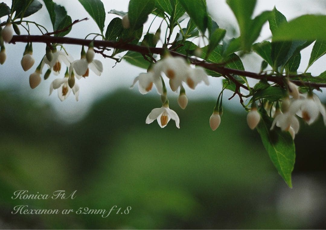 ★完動品＊美品★コニカfta／hexanon 52mm f1.8★初期保証