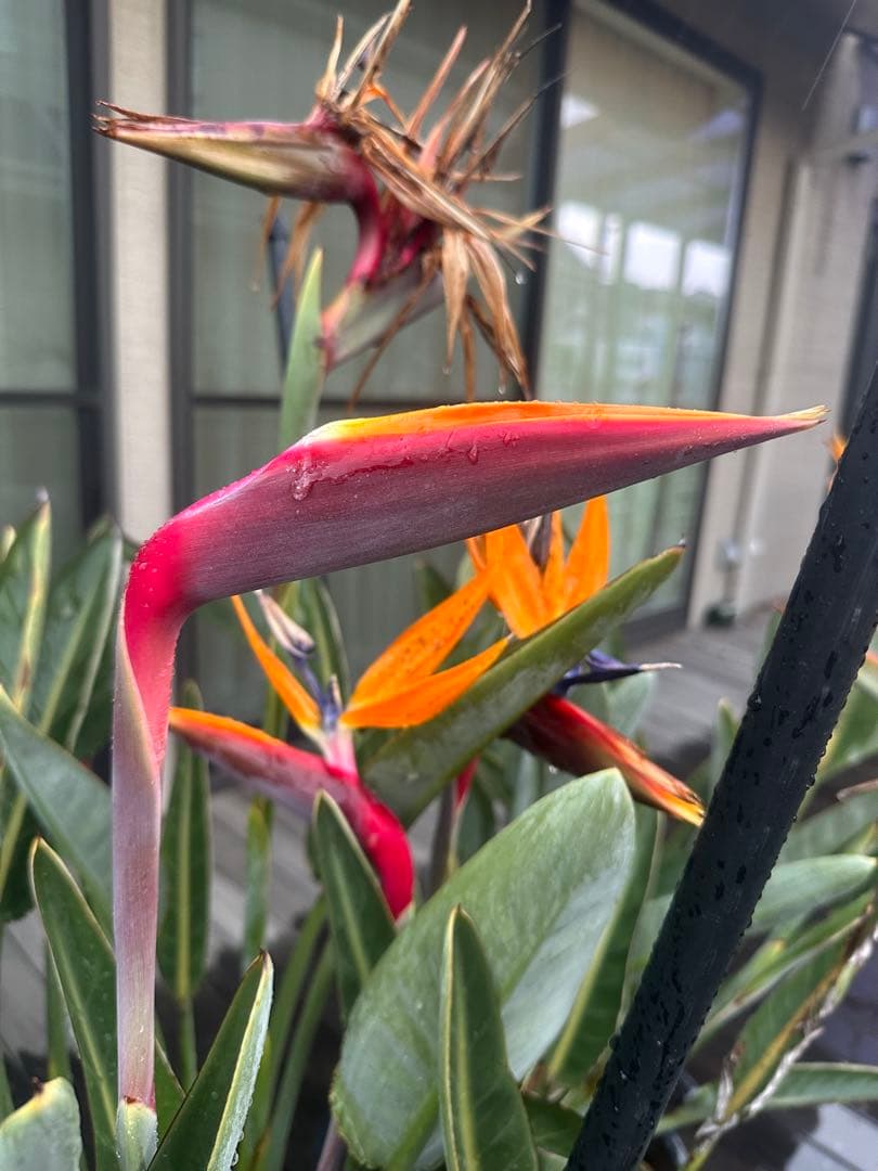 ストレリチア　オレンジプリンス　レギネー　極楽鳥花　ストレチア　沖縄　ハワイ