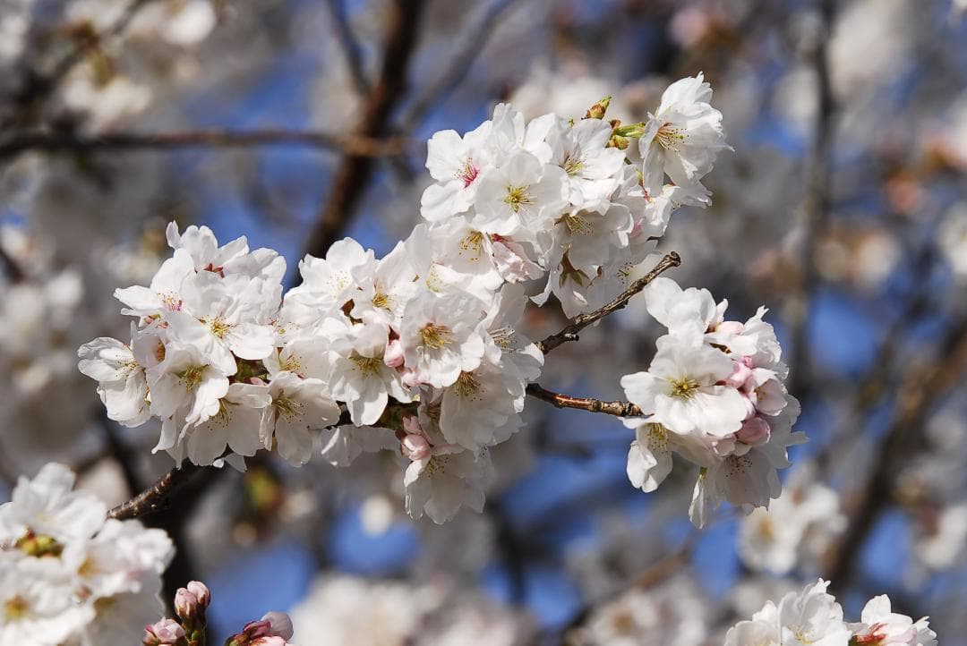 【望遠】Nikon AF-S Nikkor ED 80-200mm F2.8D