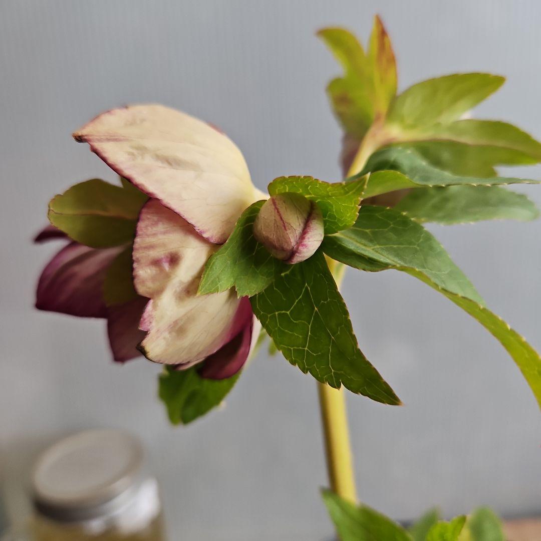 ㉖-499クリスマスローズ