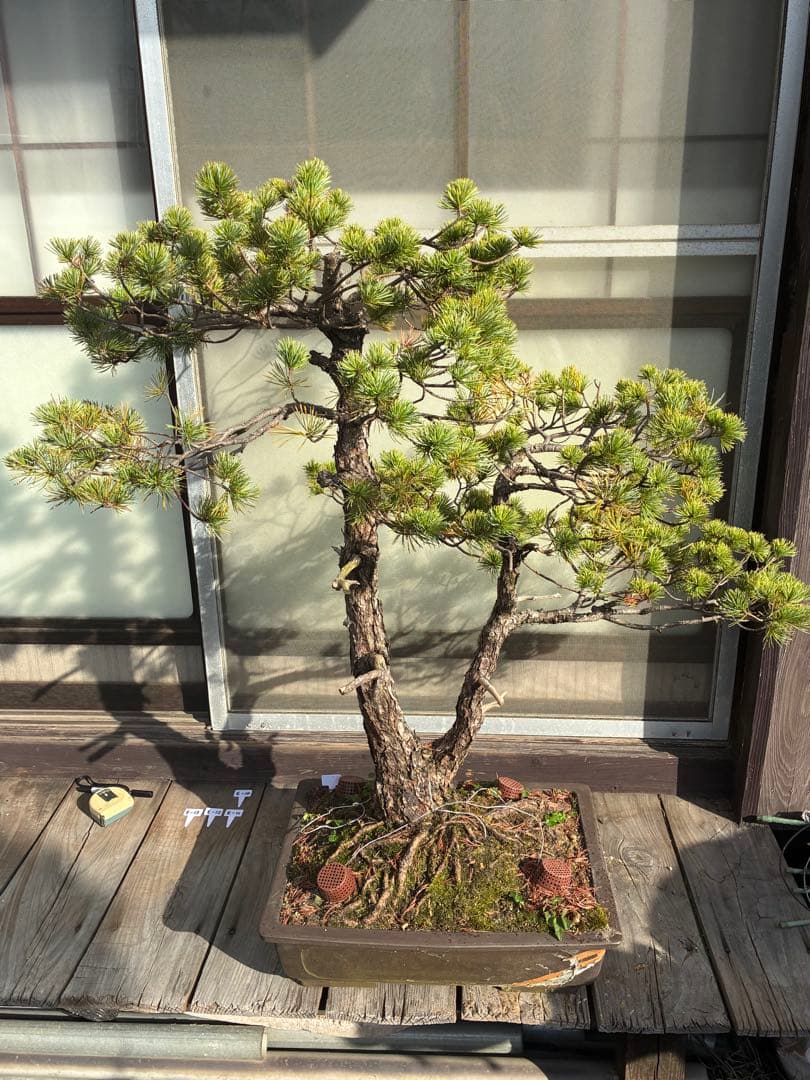 S*i様 ★盆栽★ 赤石五葉松　E- 9樹齢100年以上　★愛媛県より発送★