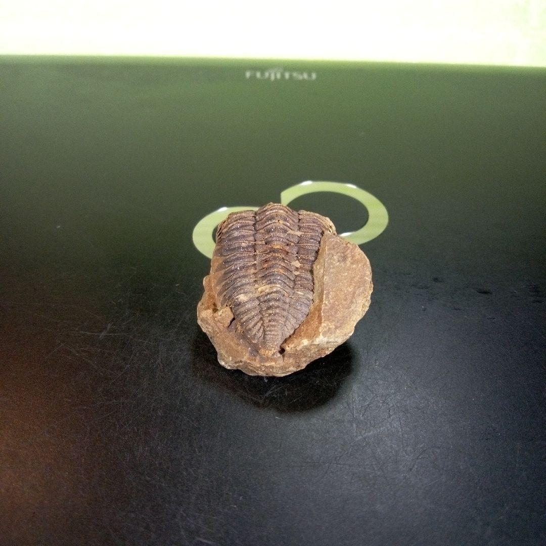 三葉虫　化石　ボリビア産　南アメリカ　trilobite　Bolivia三葉虫①