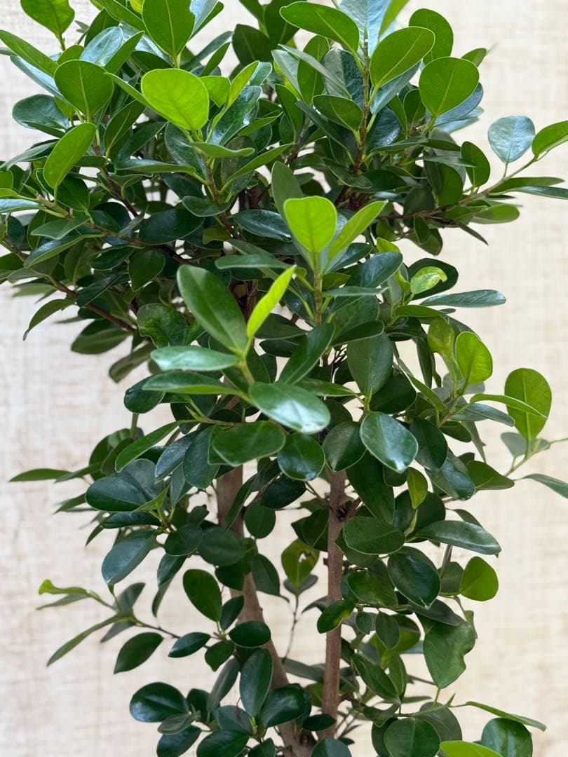 ☆ パンダガジュマル 118cm 8号 緩やかな曲がり幹♪