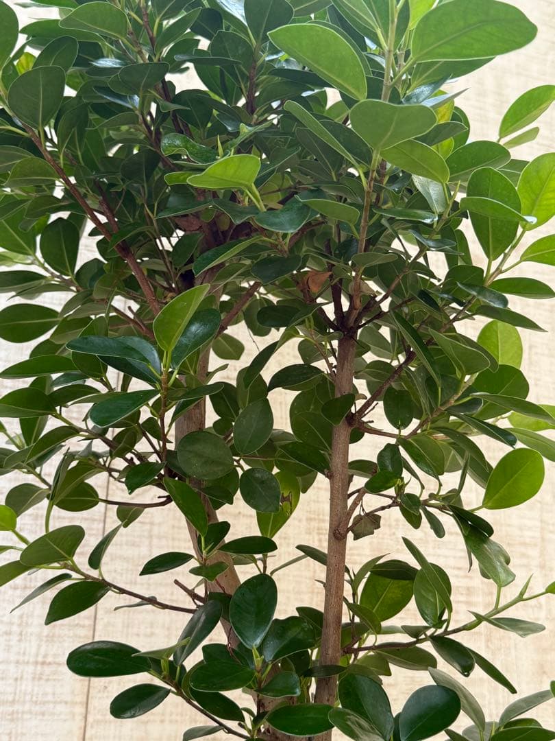 ☆ パンダガジュマル 118cm 8号 緩やかな曲がり幹♪