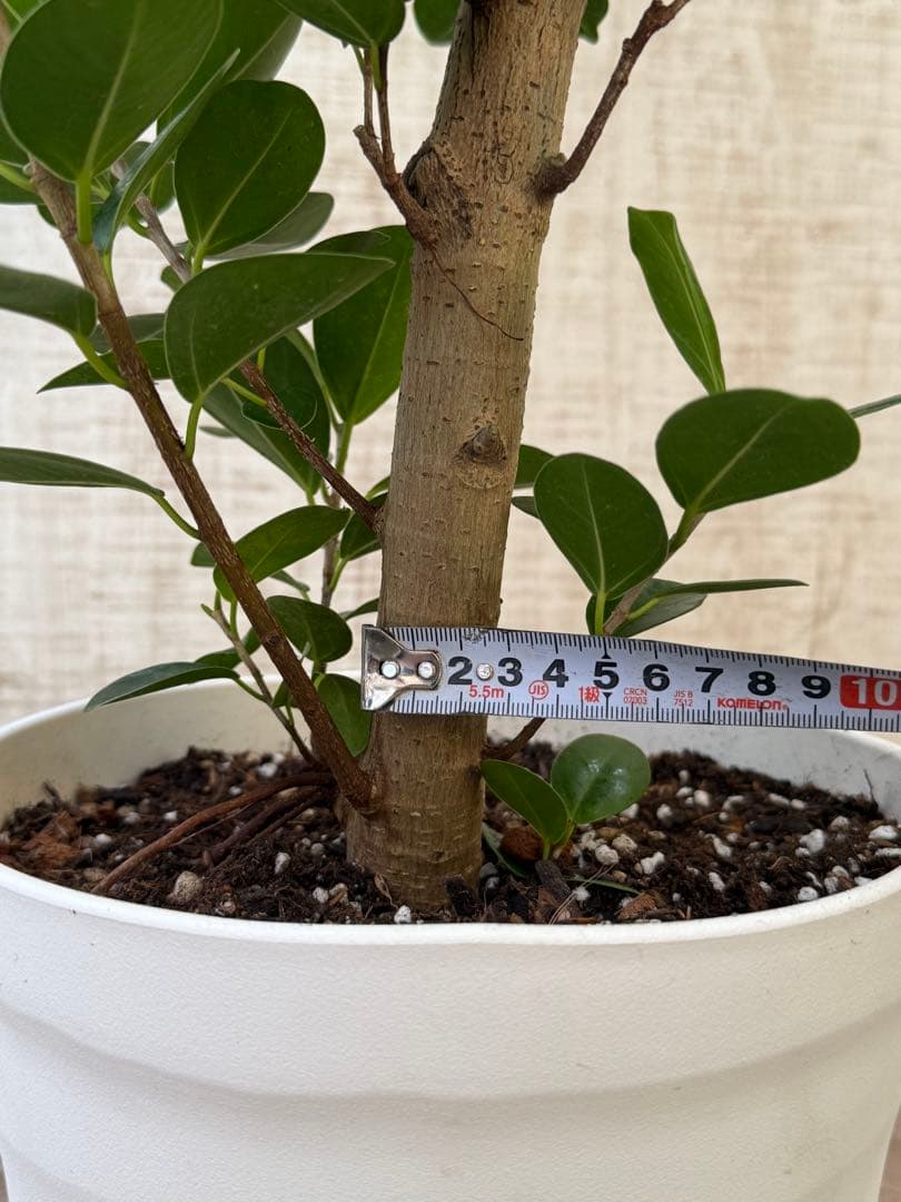 ☆ パンダガジュマル 118cm 8号 緩やかな曲がり幹♪