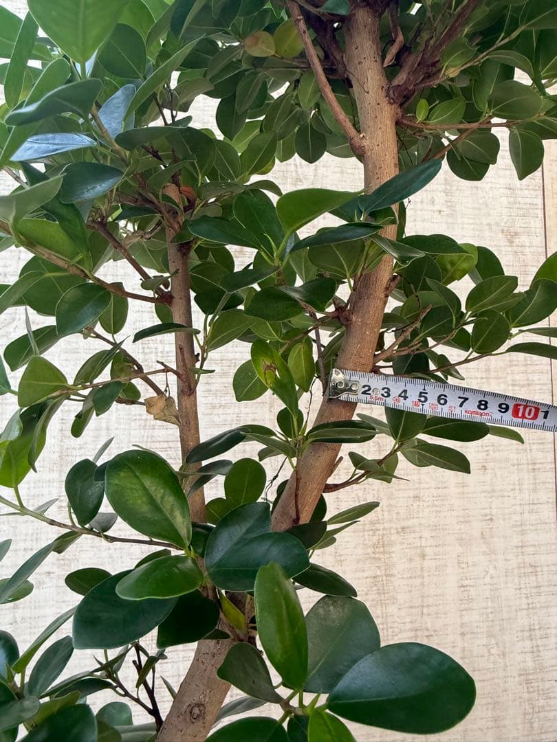 ☆ パンダガジュマル 118cm 8号 緩やかな曲がり幹♪