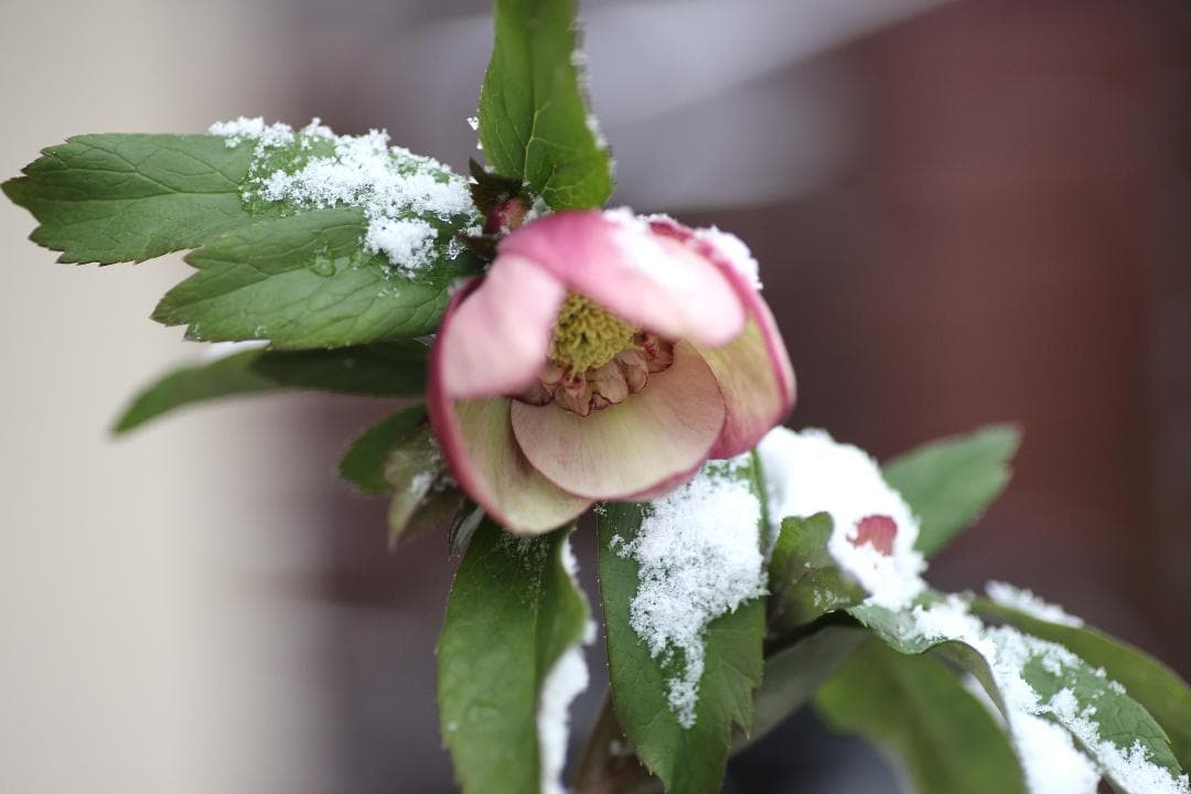 クリスマスローズ 開花株 SDアップル