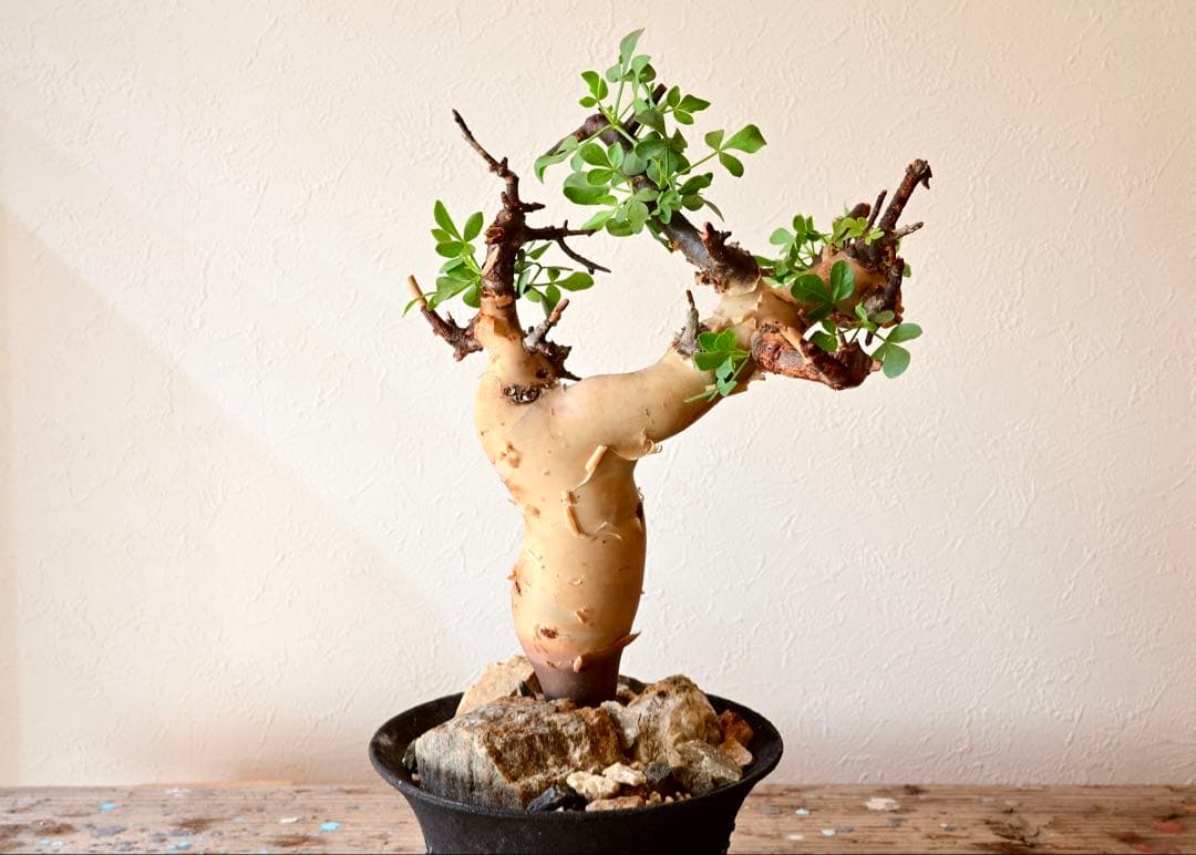 【週末限定セール】コミフォラ ピュアカタフ ソマリア産