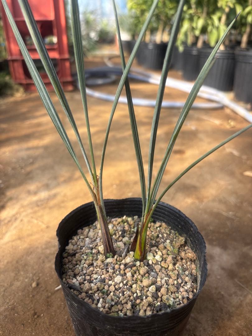 ブラヘア アルマータ 3本セット その2