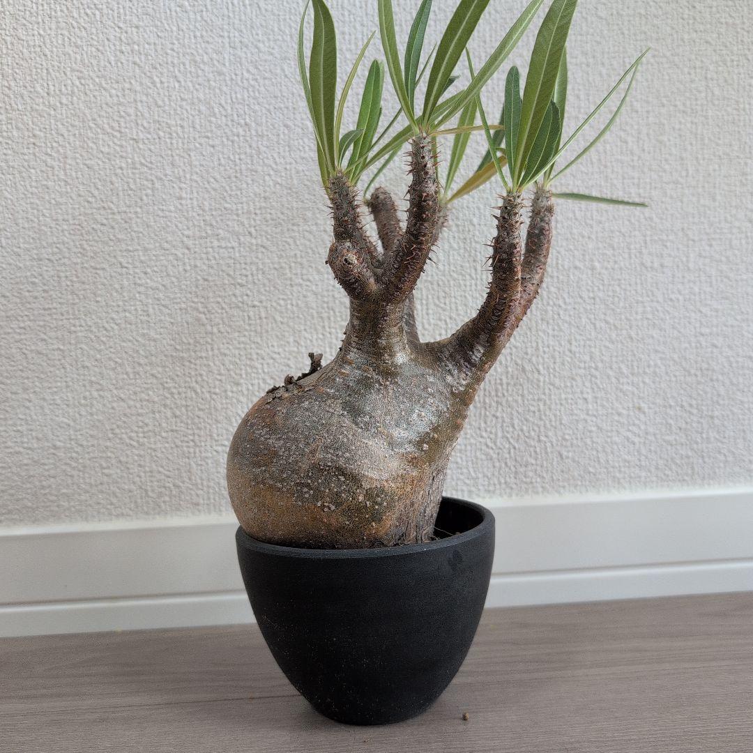 Y/N17　（本日限定）パキポディウム グラキリ